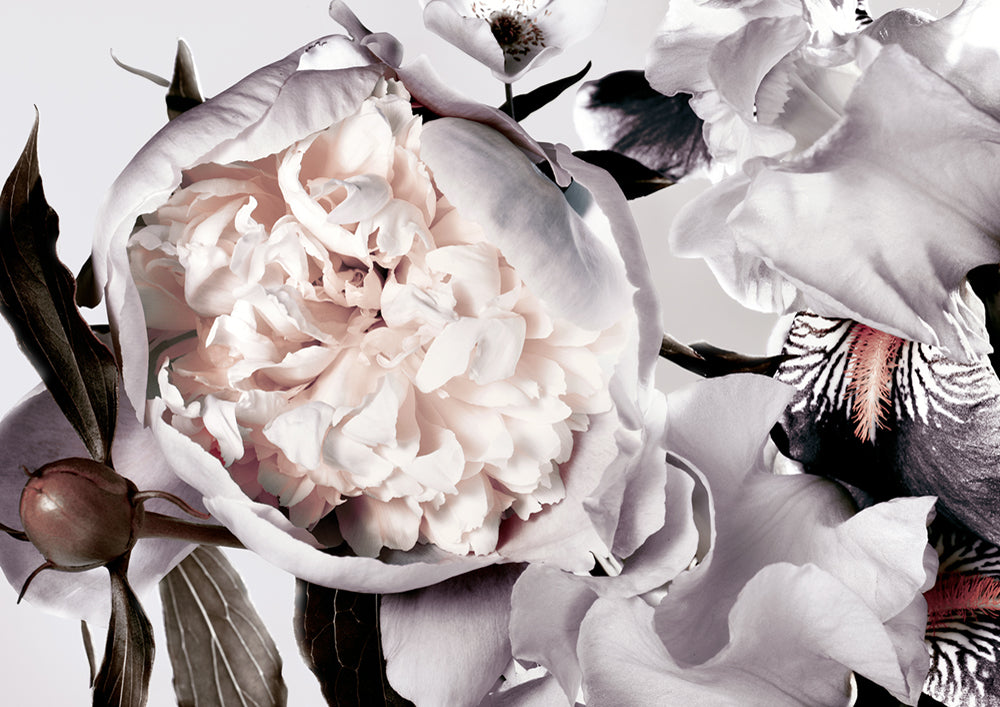 Peony And Iris Muted