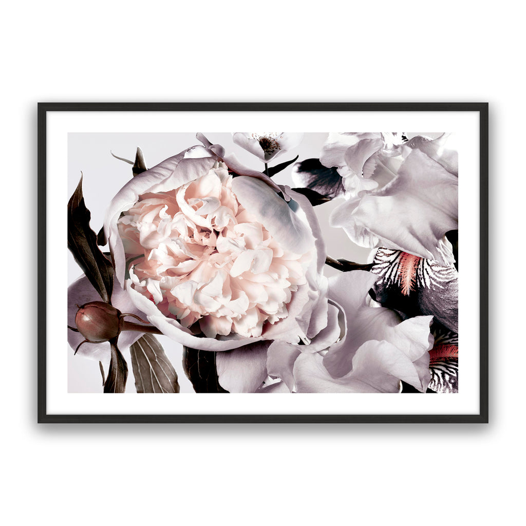 Peony And Iris Muted