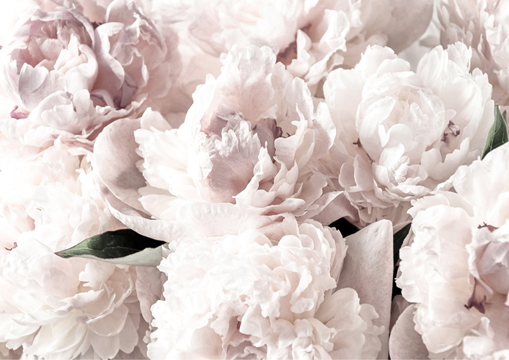 Blush Floral