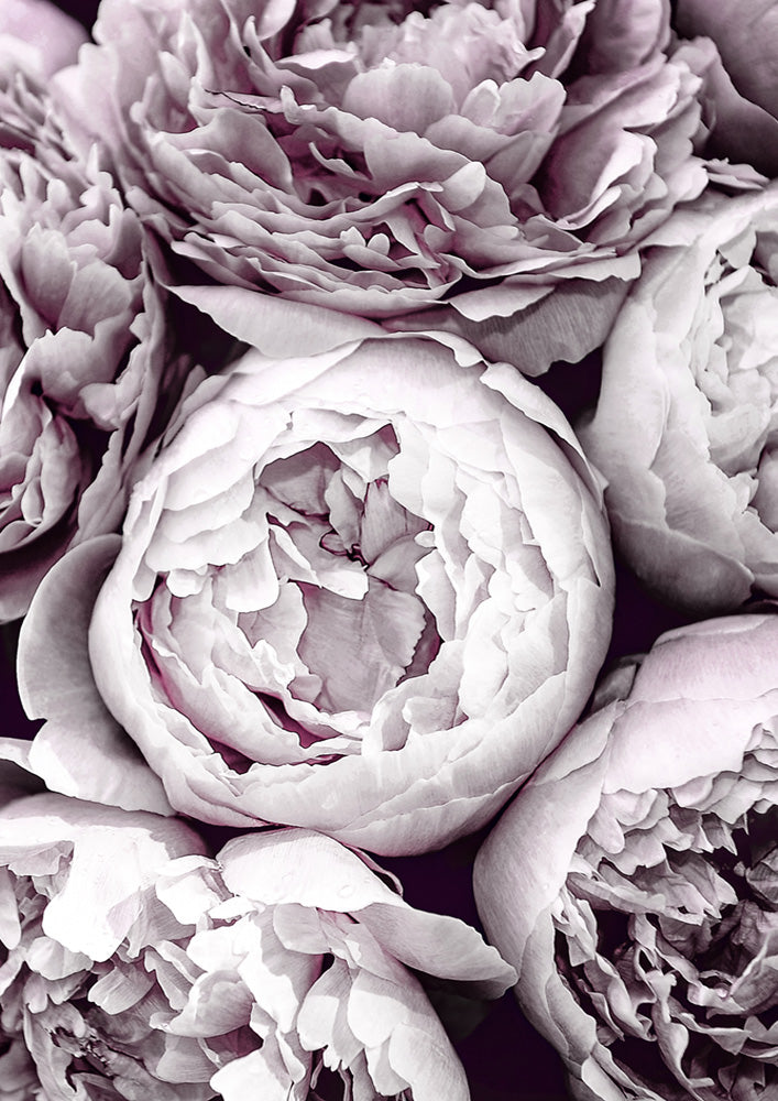 Blush Peonies