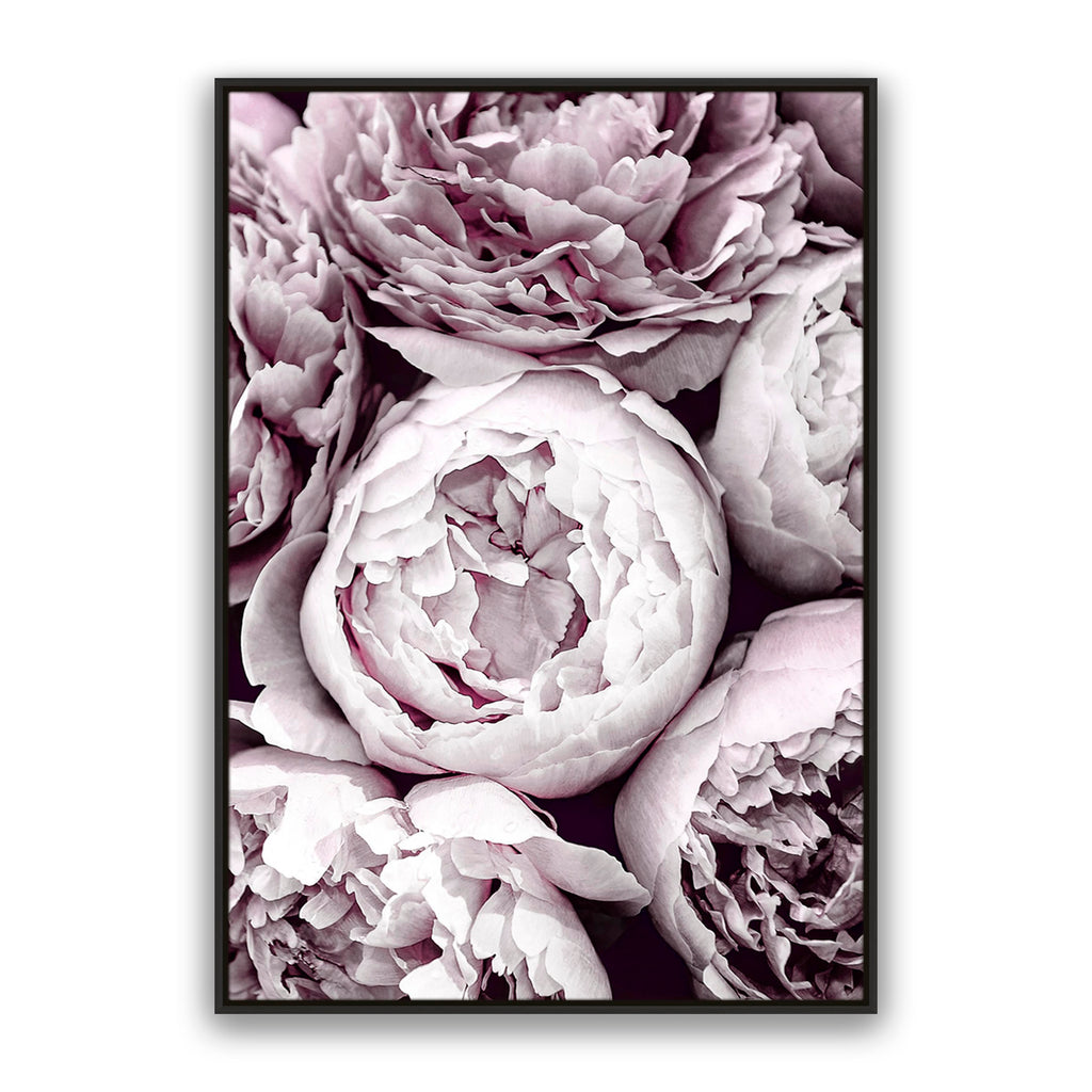 Blush Peonies