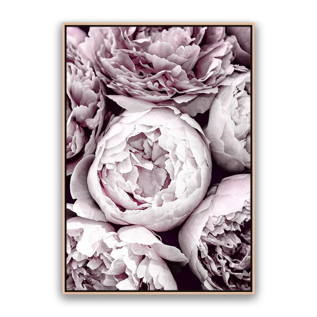 Blush Peonies