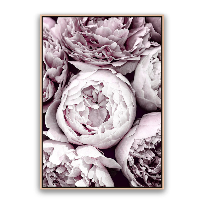 Blush Peonies
