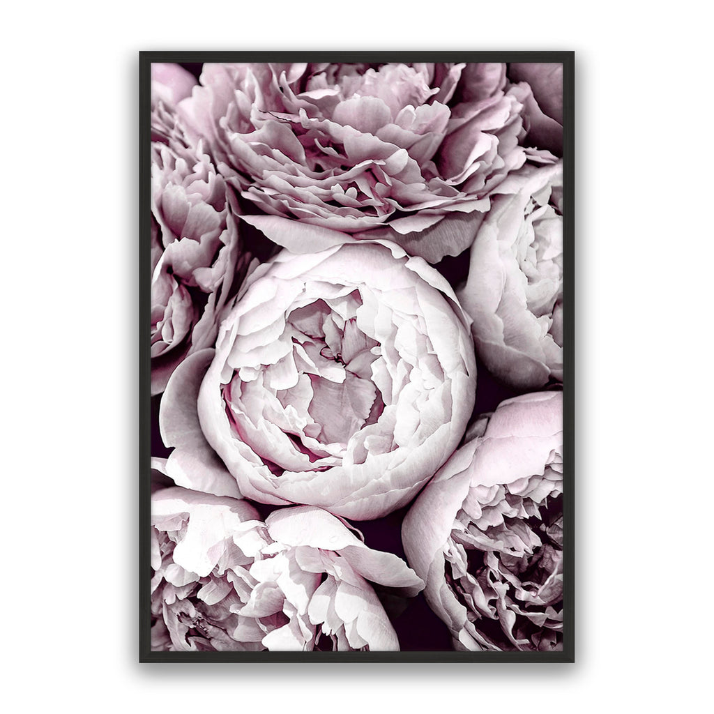 Blush Peonies