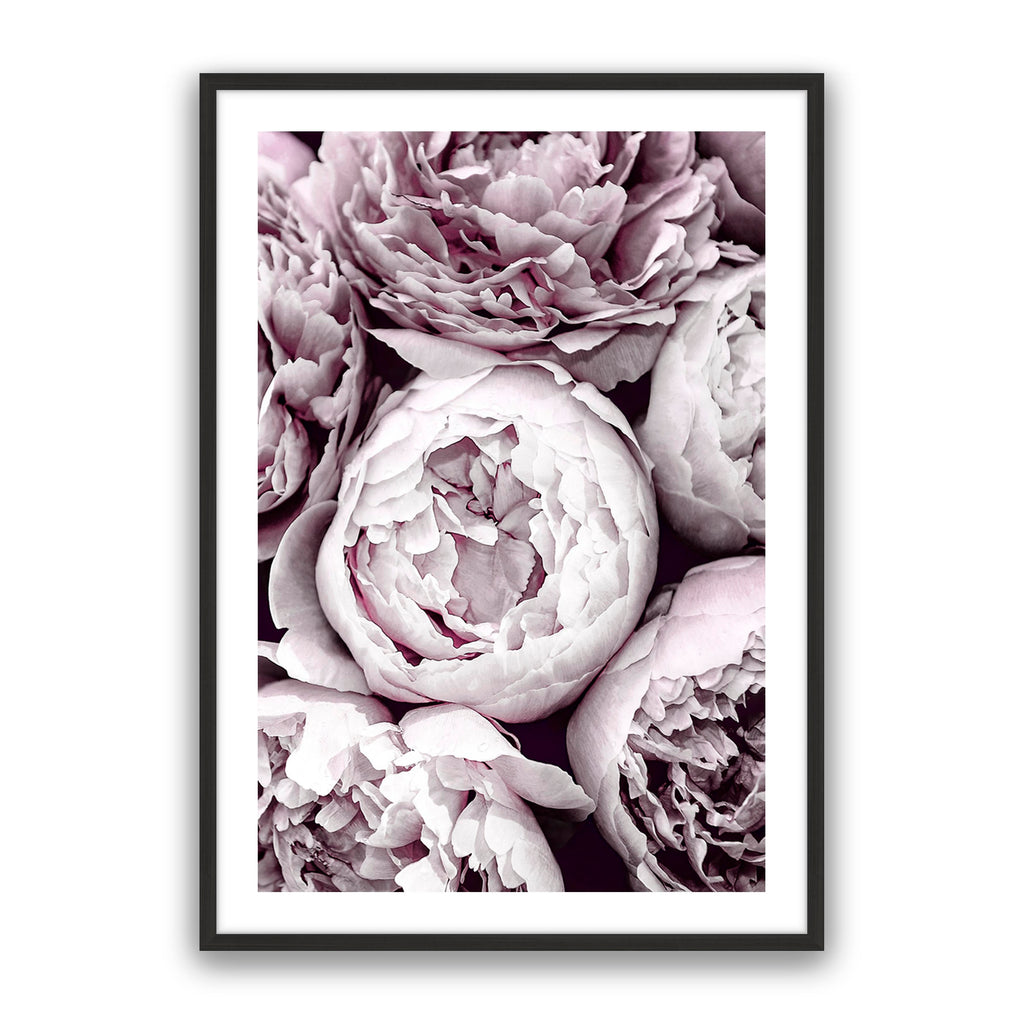 Blush Peonies