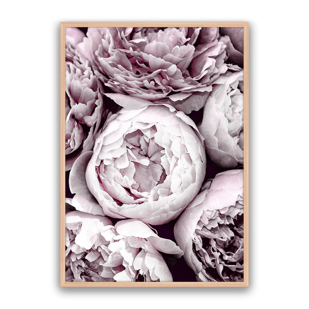 Blush Peonies