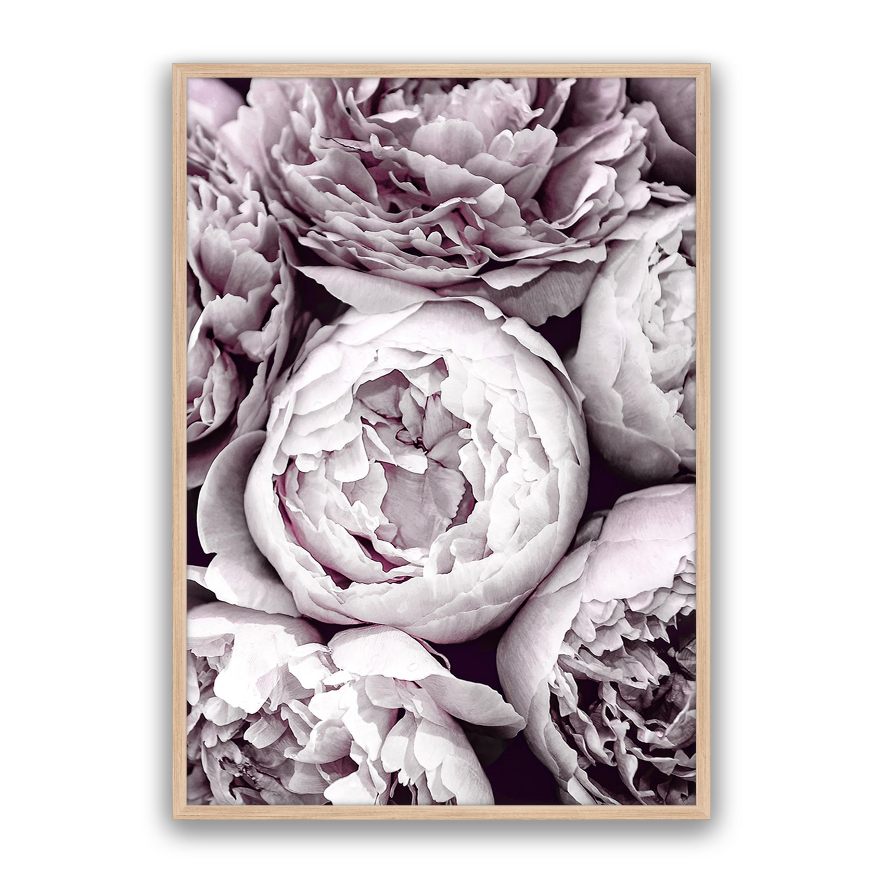 Blush Peonies