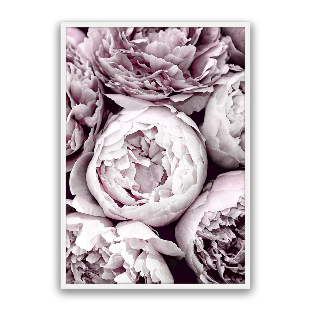 Blush Peonies