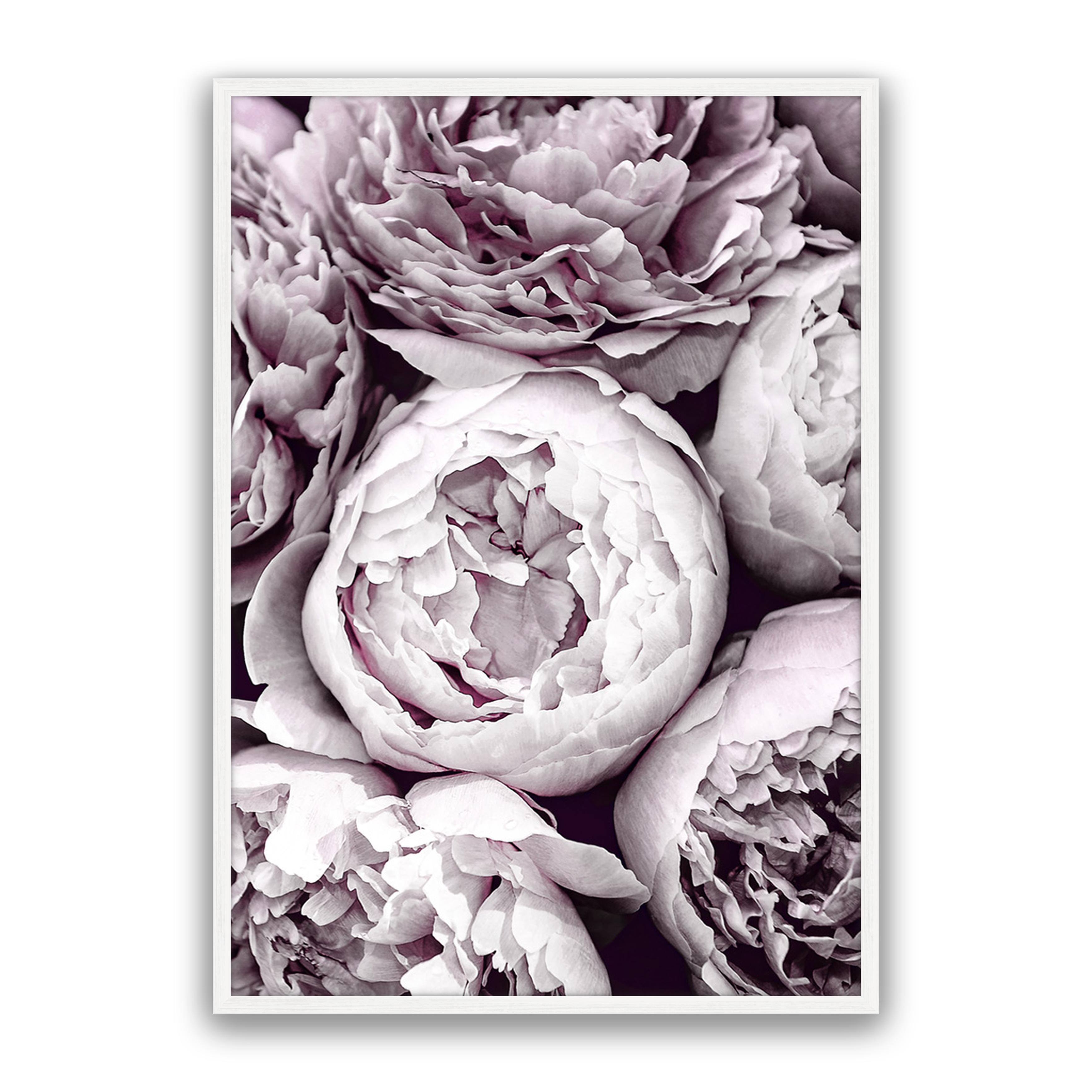 Blush Peonies