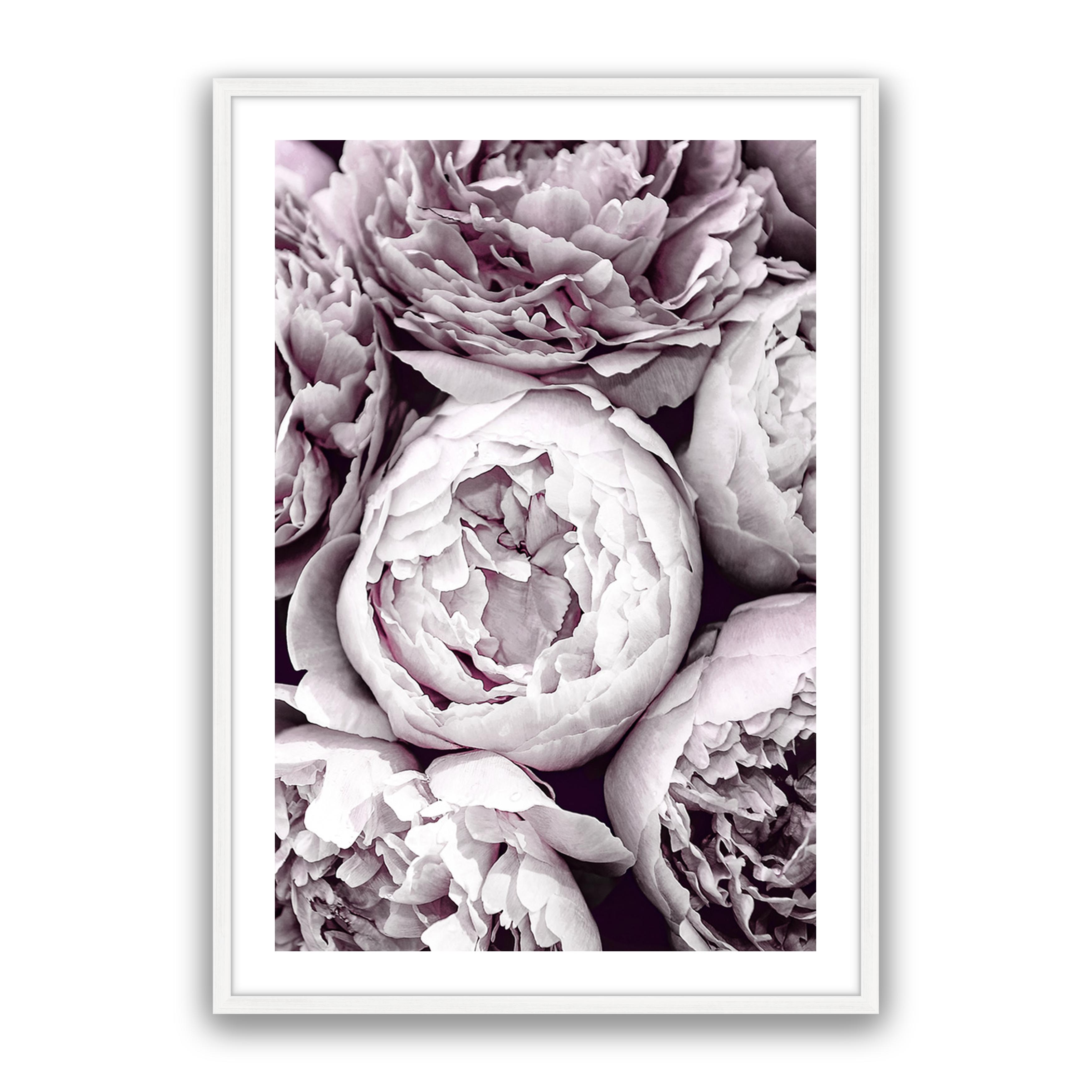 Blush Peonies