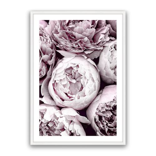 Blush Peonies