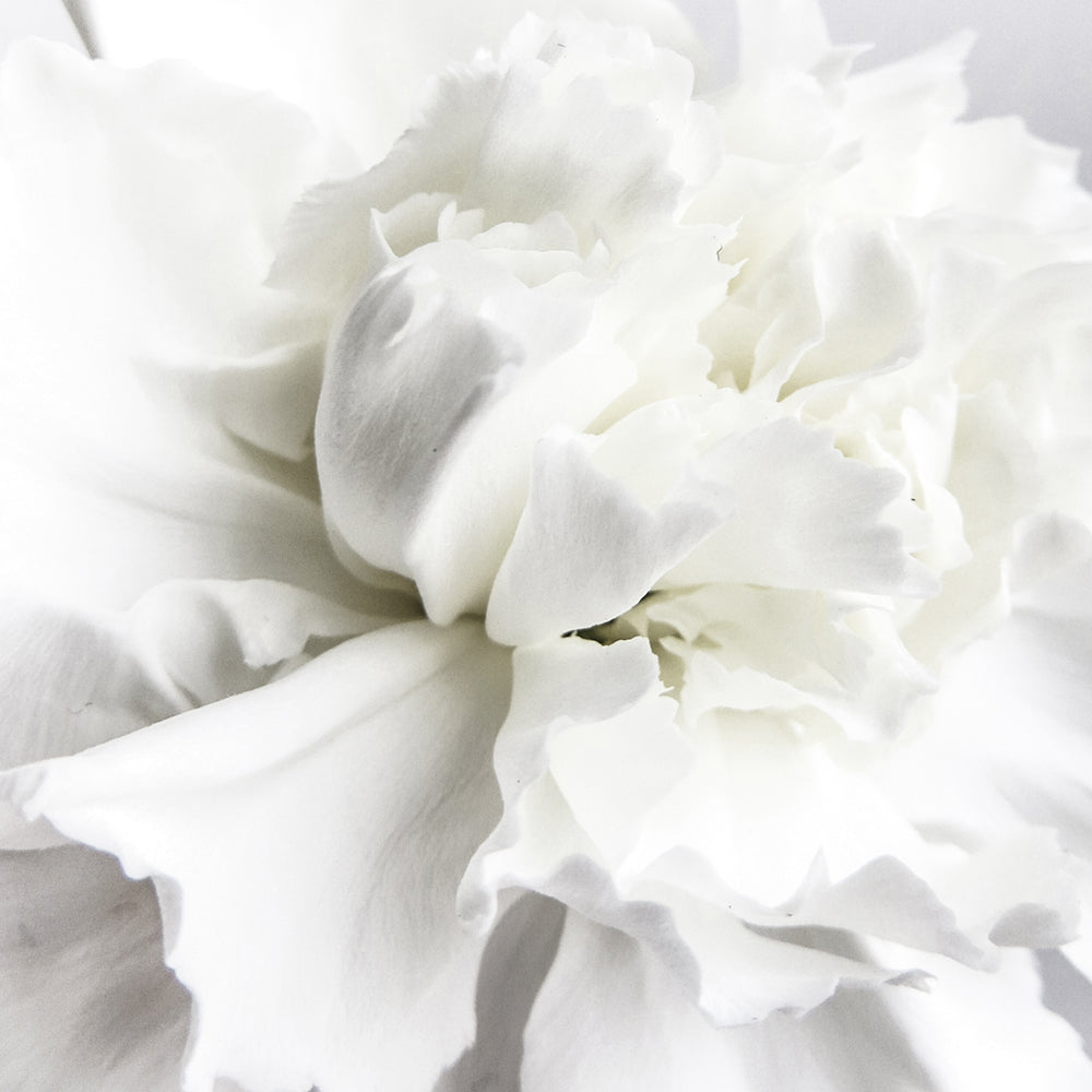 Whire Minimal Floral