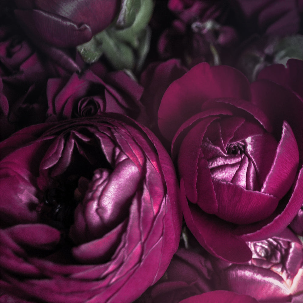 Ranunculus