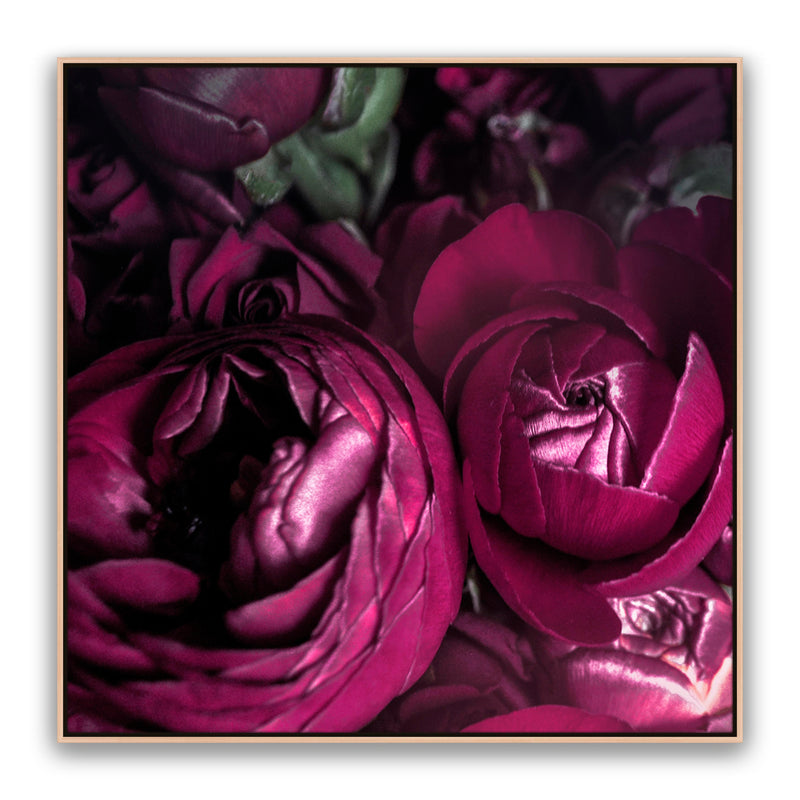 Ranunculus