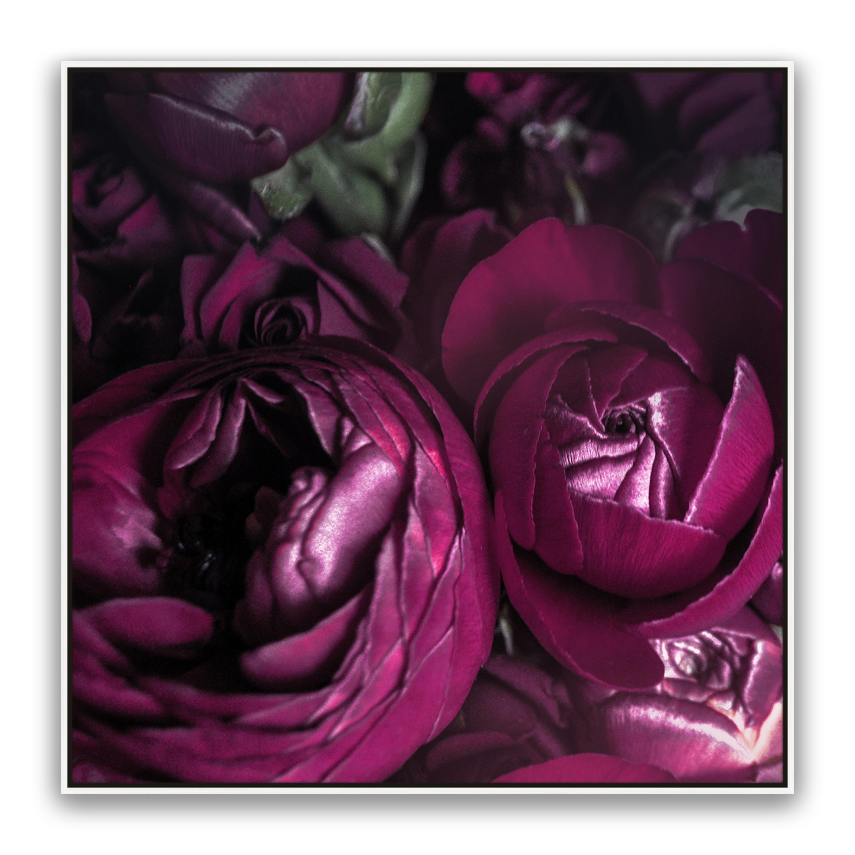 Ranunculus