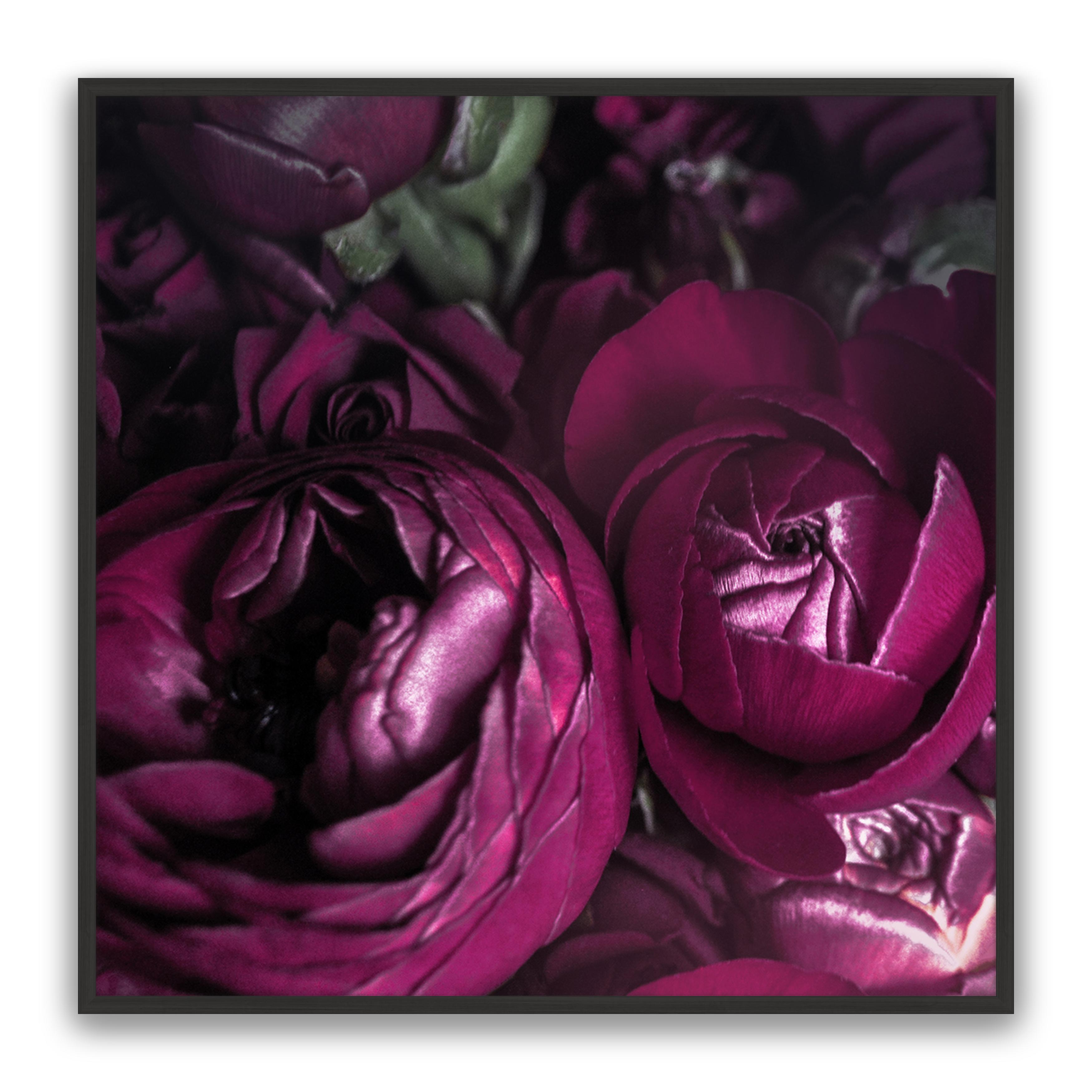 Ranunculus