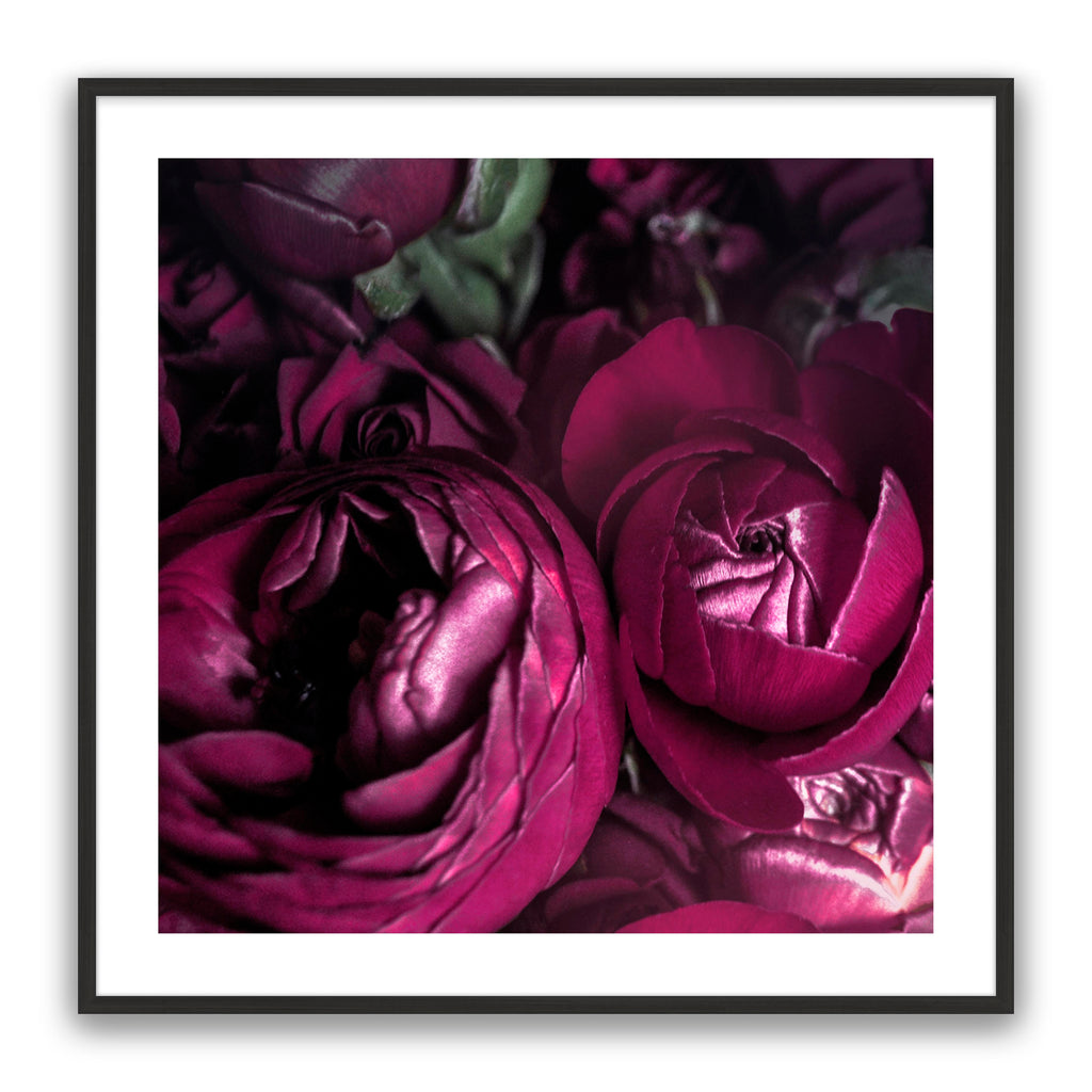 Ranunculus