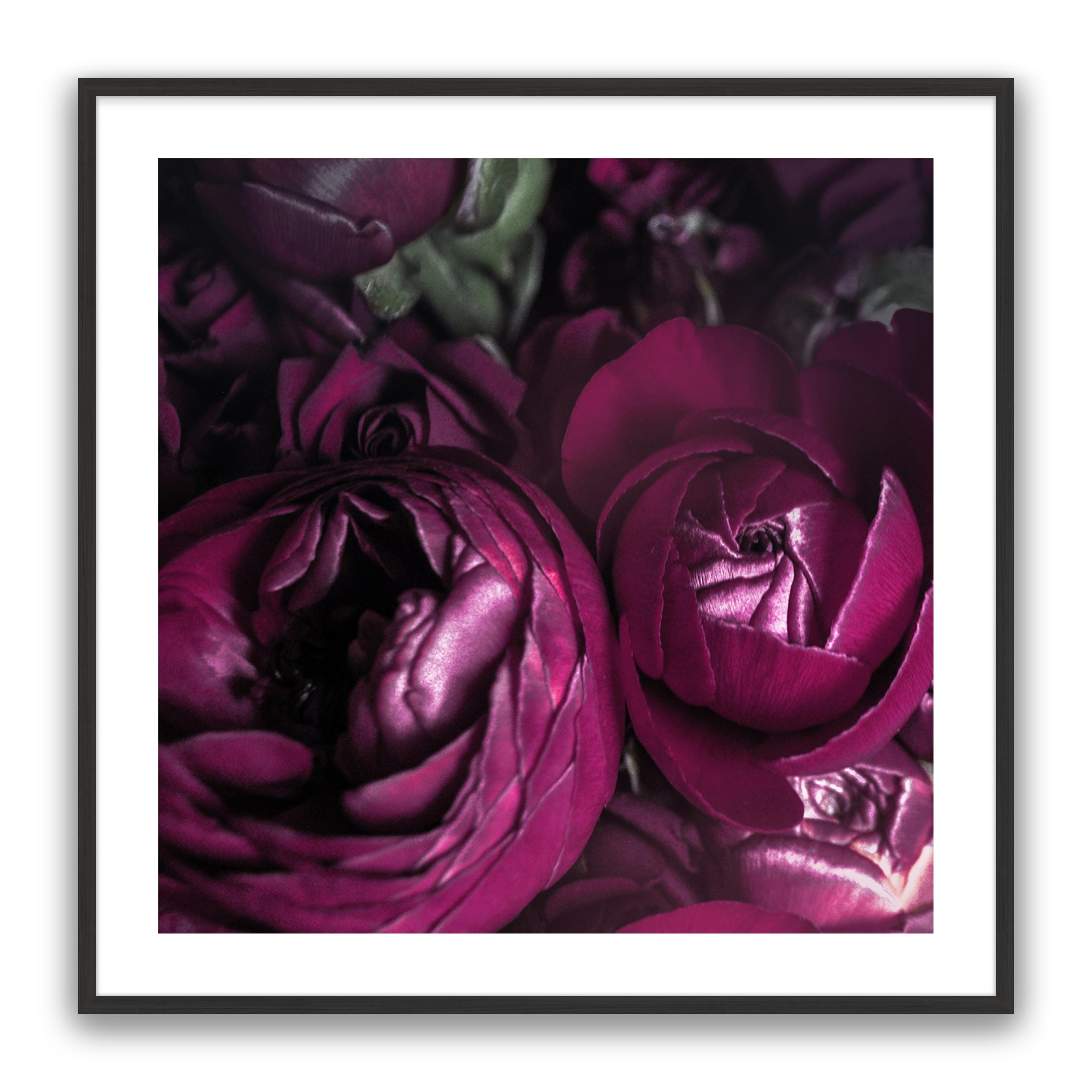 Ranunculus