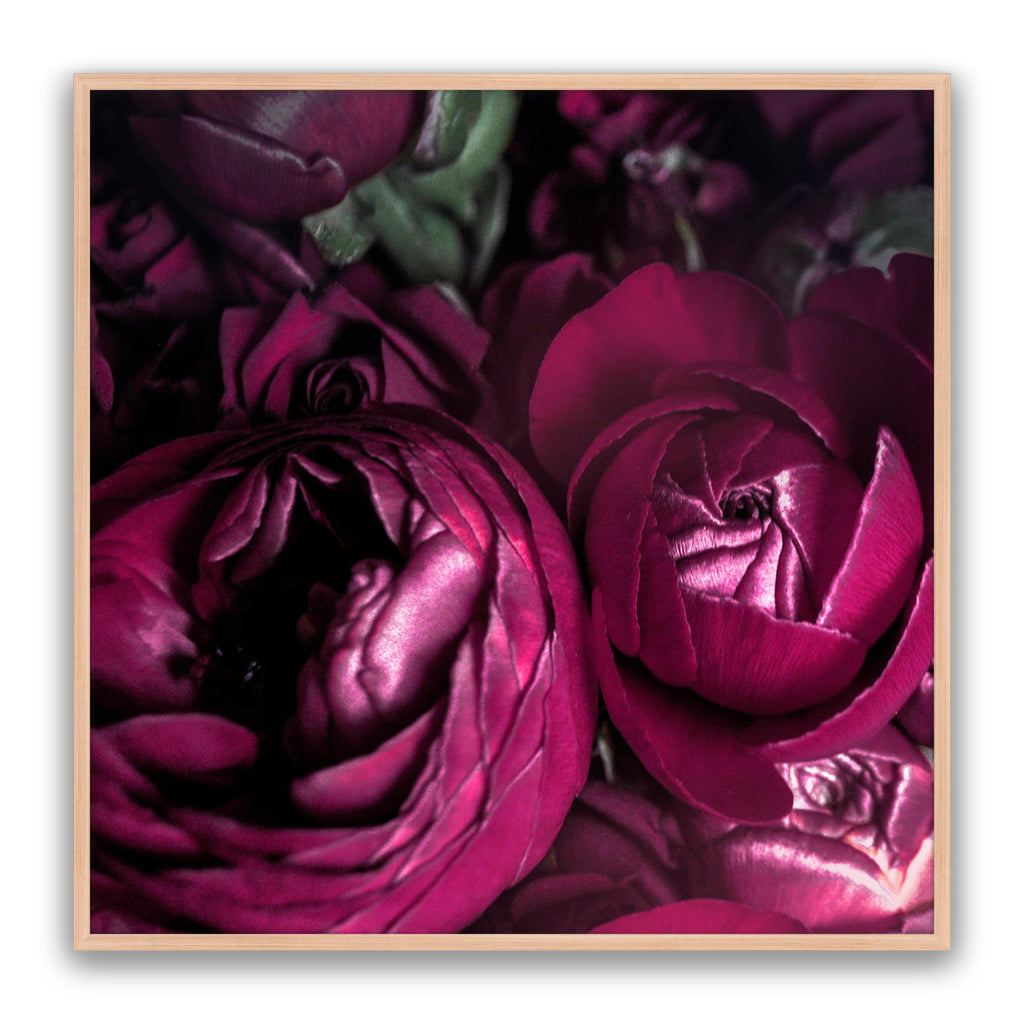 Ranunculus