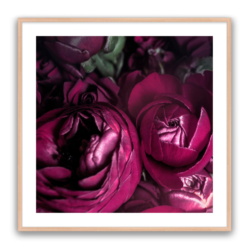 Ranunculus