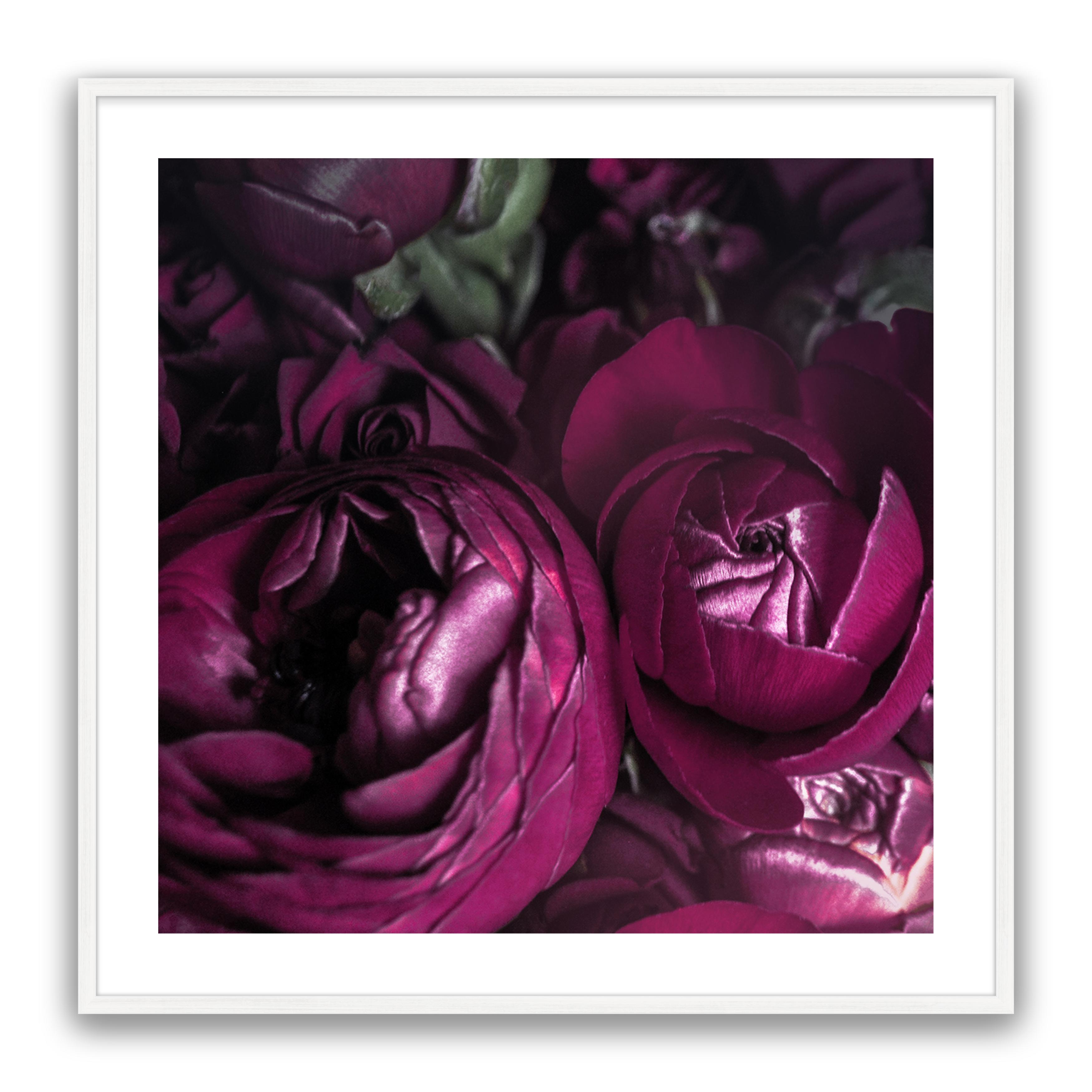Ranunculus