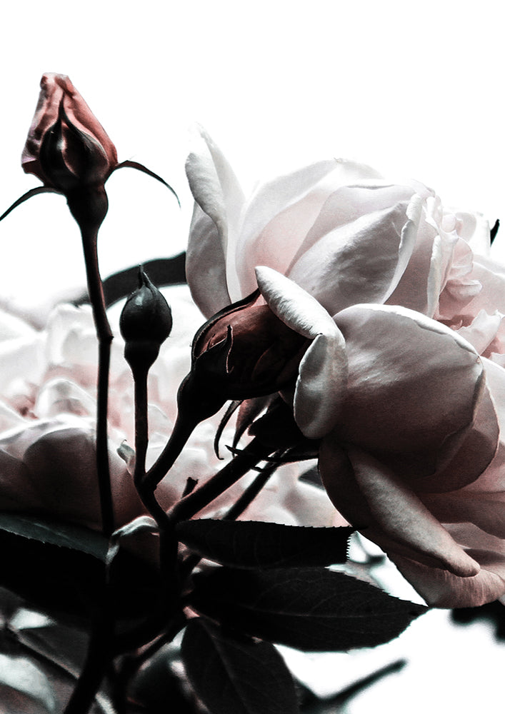 Rosebud