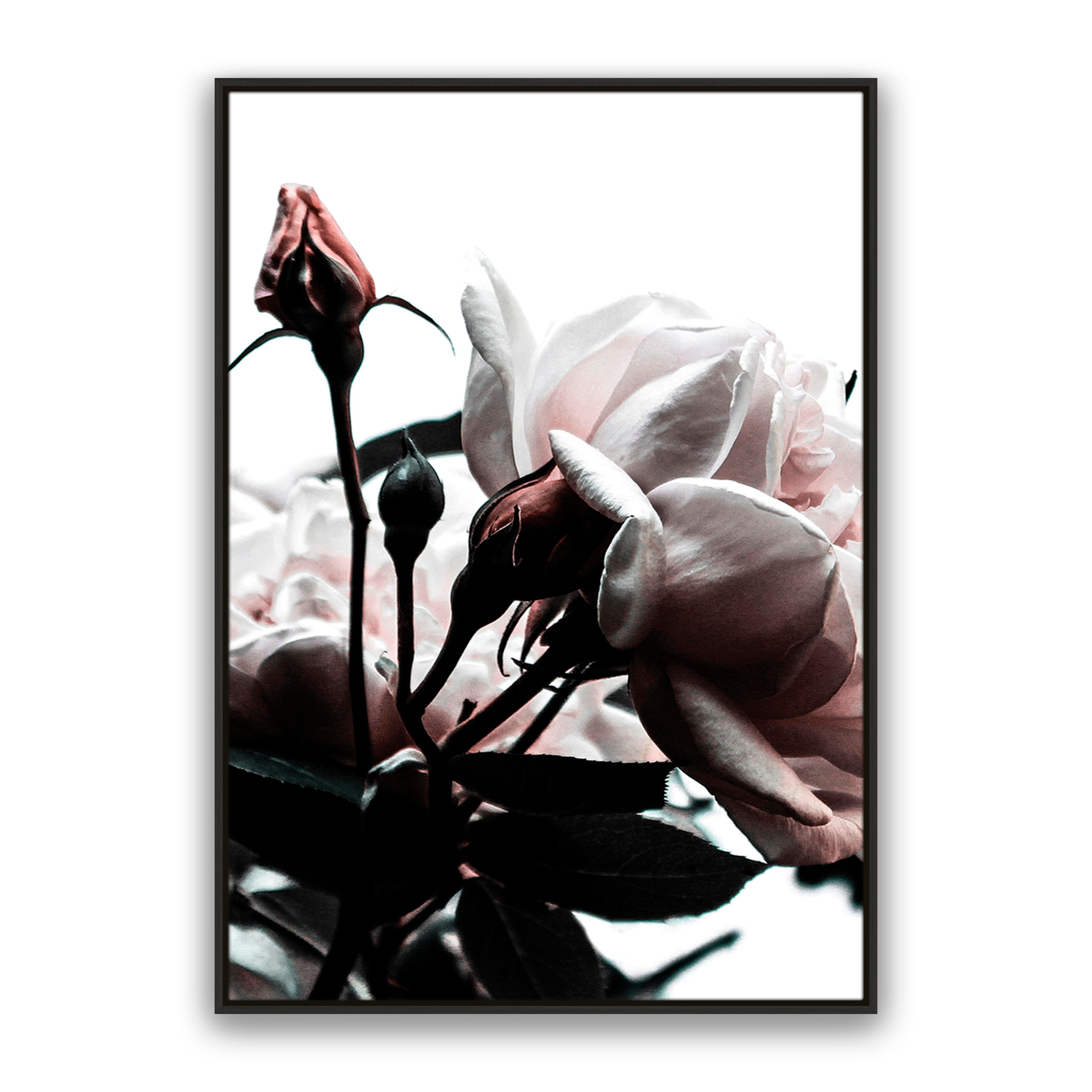 Rosebud