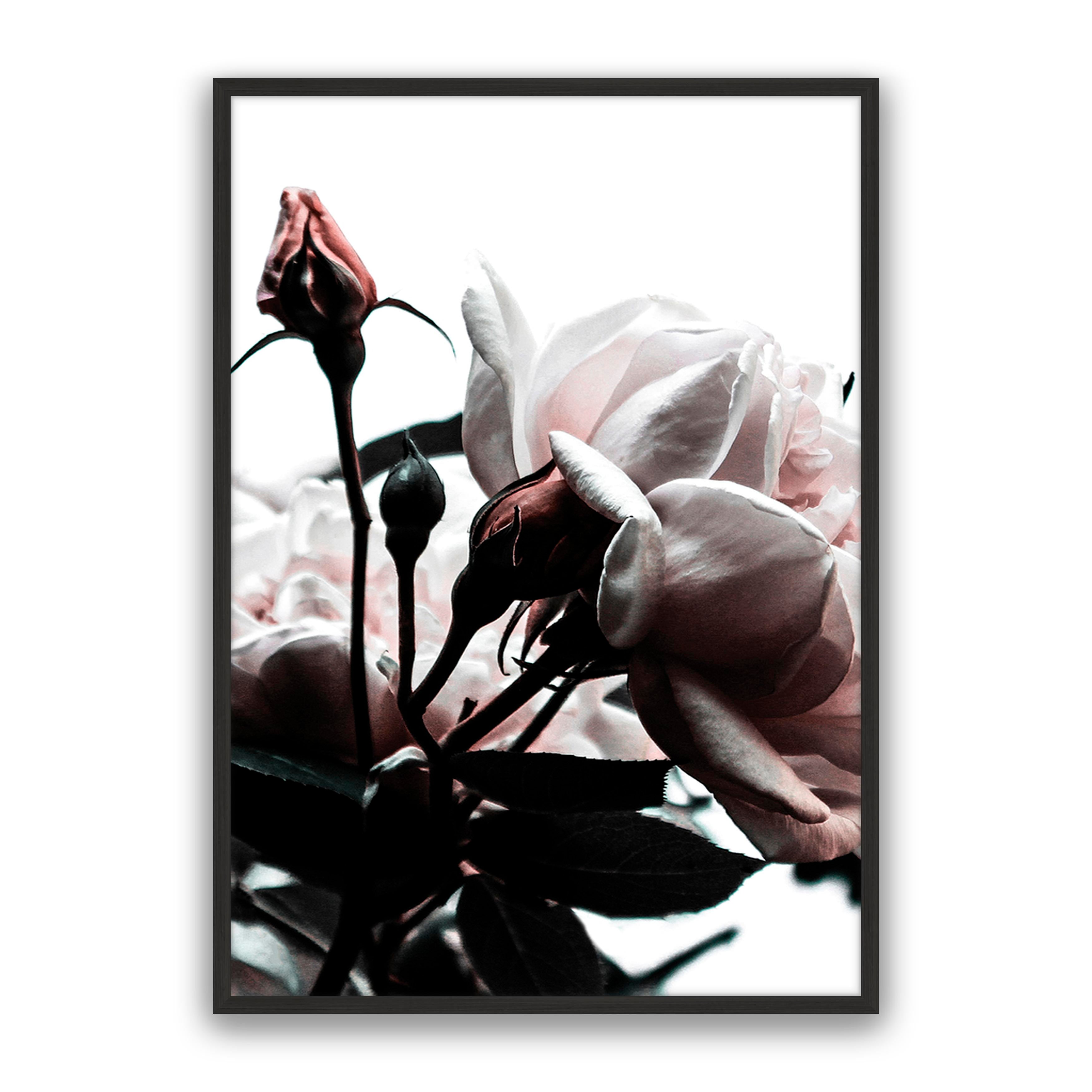 Rosebud