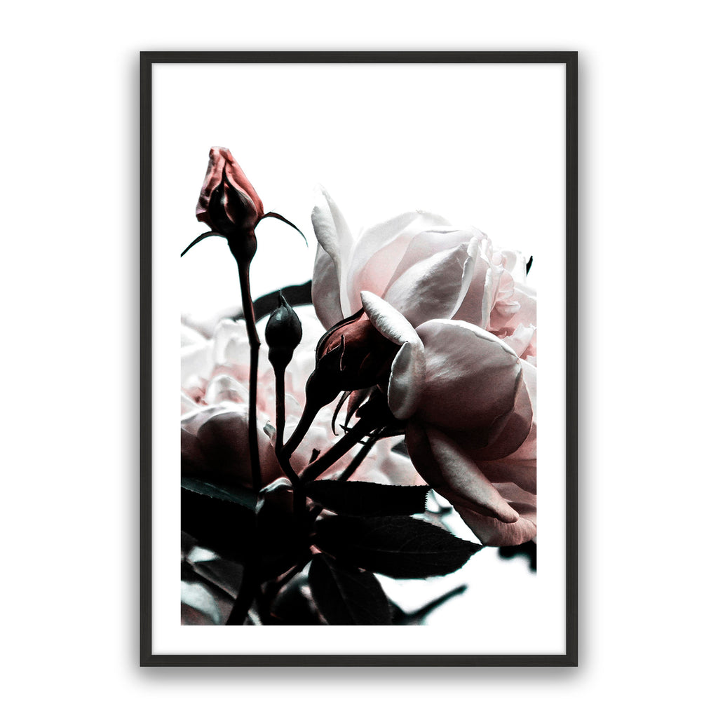 Rosebud