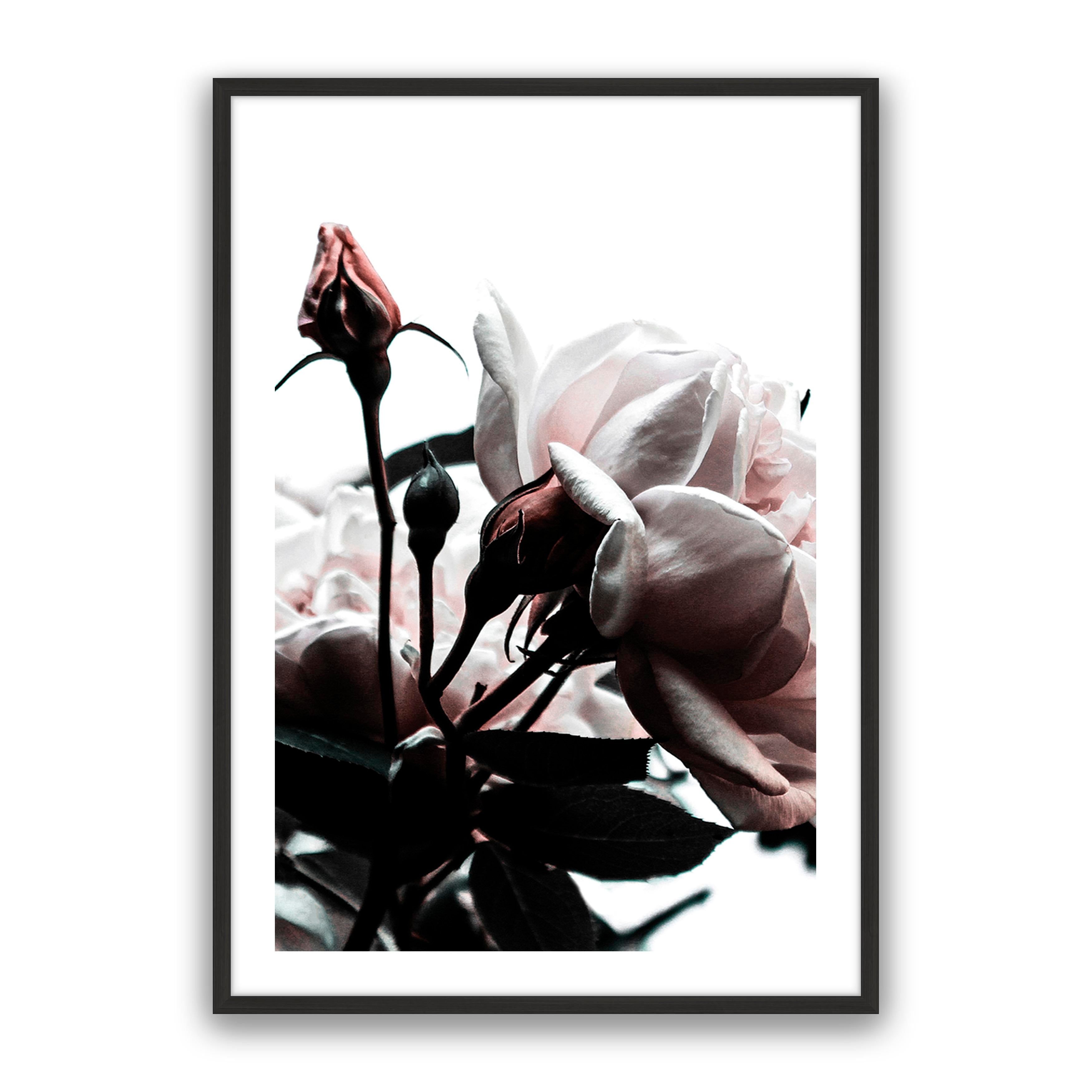 Rosebud