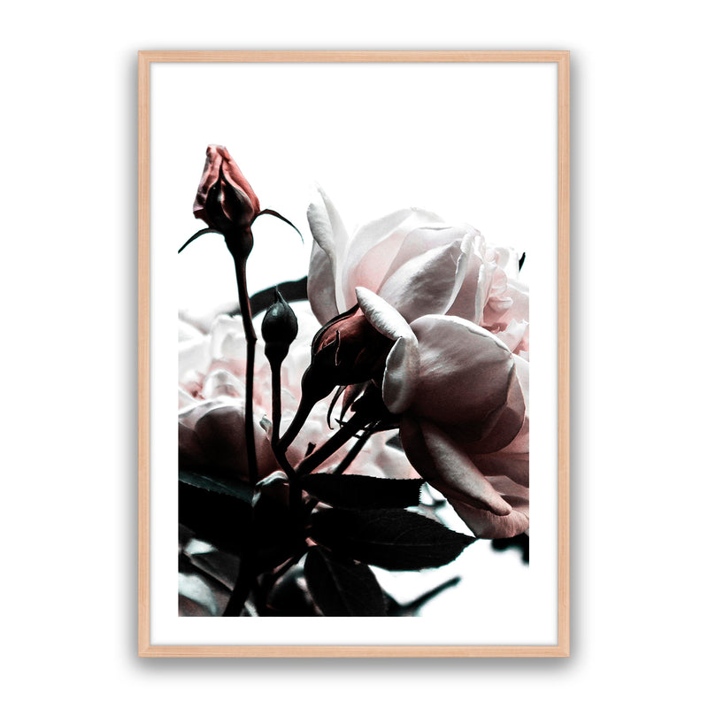 Rosebud