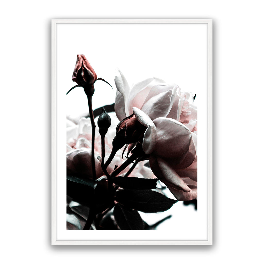 Rosebud