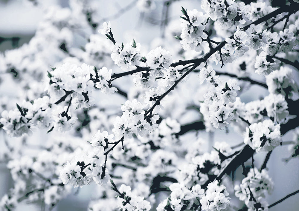 Cherry Blossom