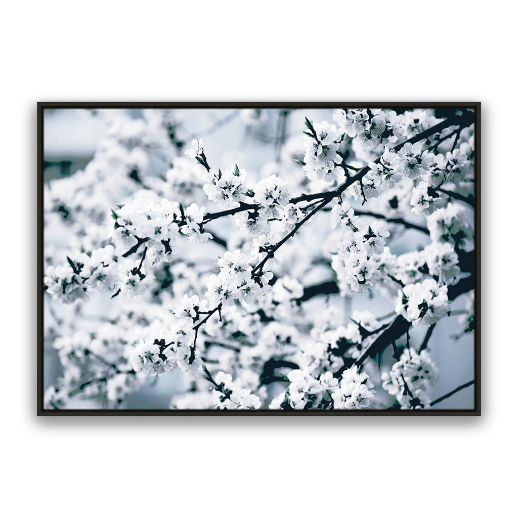 Cherry Blossom