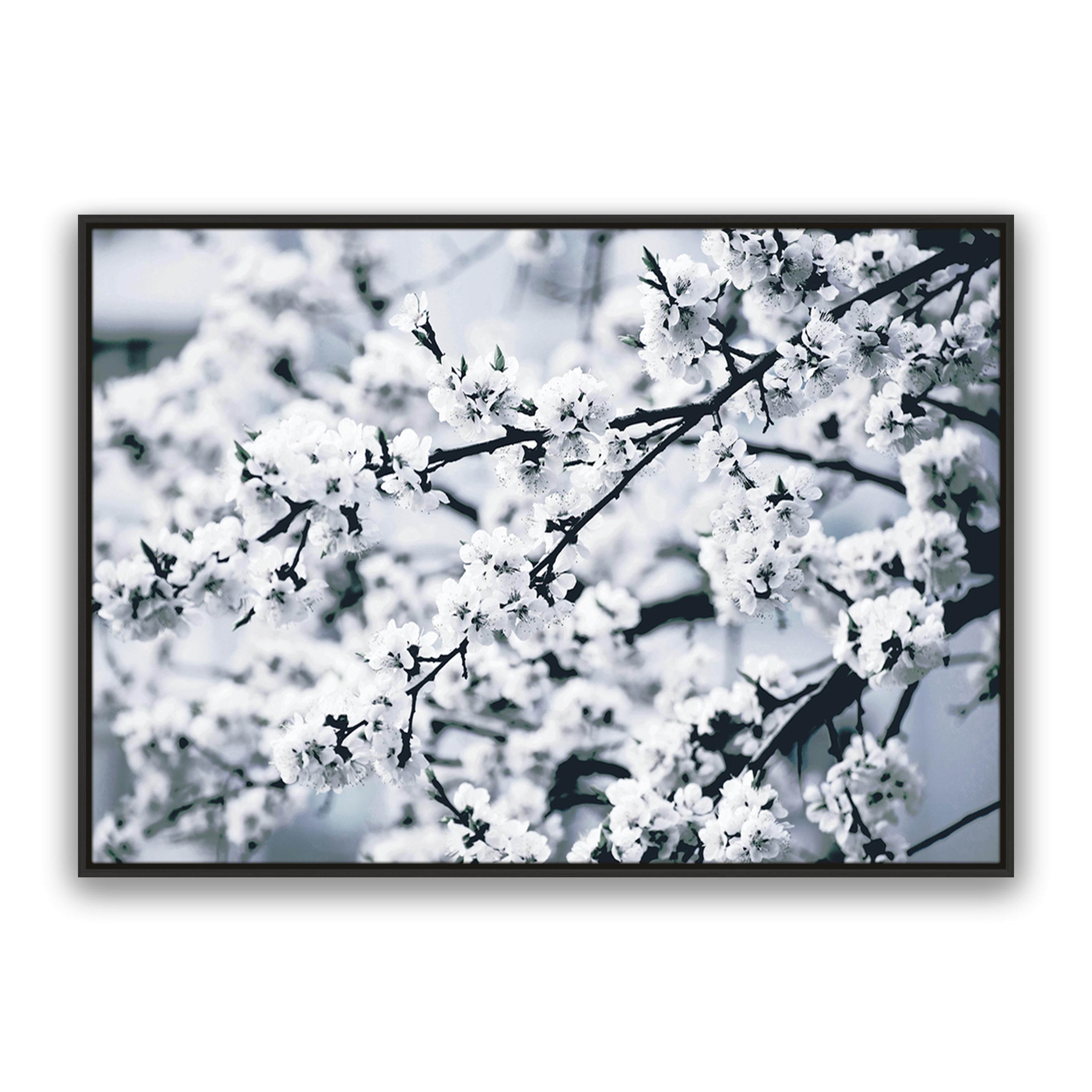 Cherry Blossom