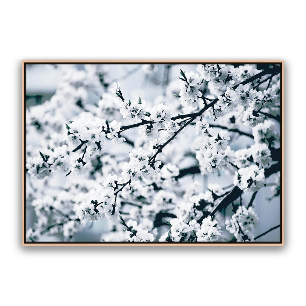 Cherry Blossom