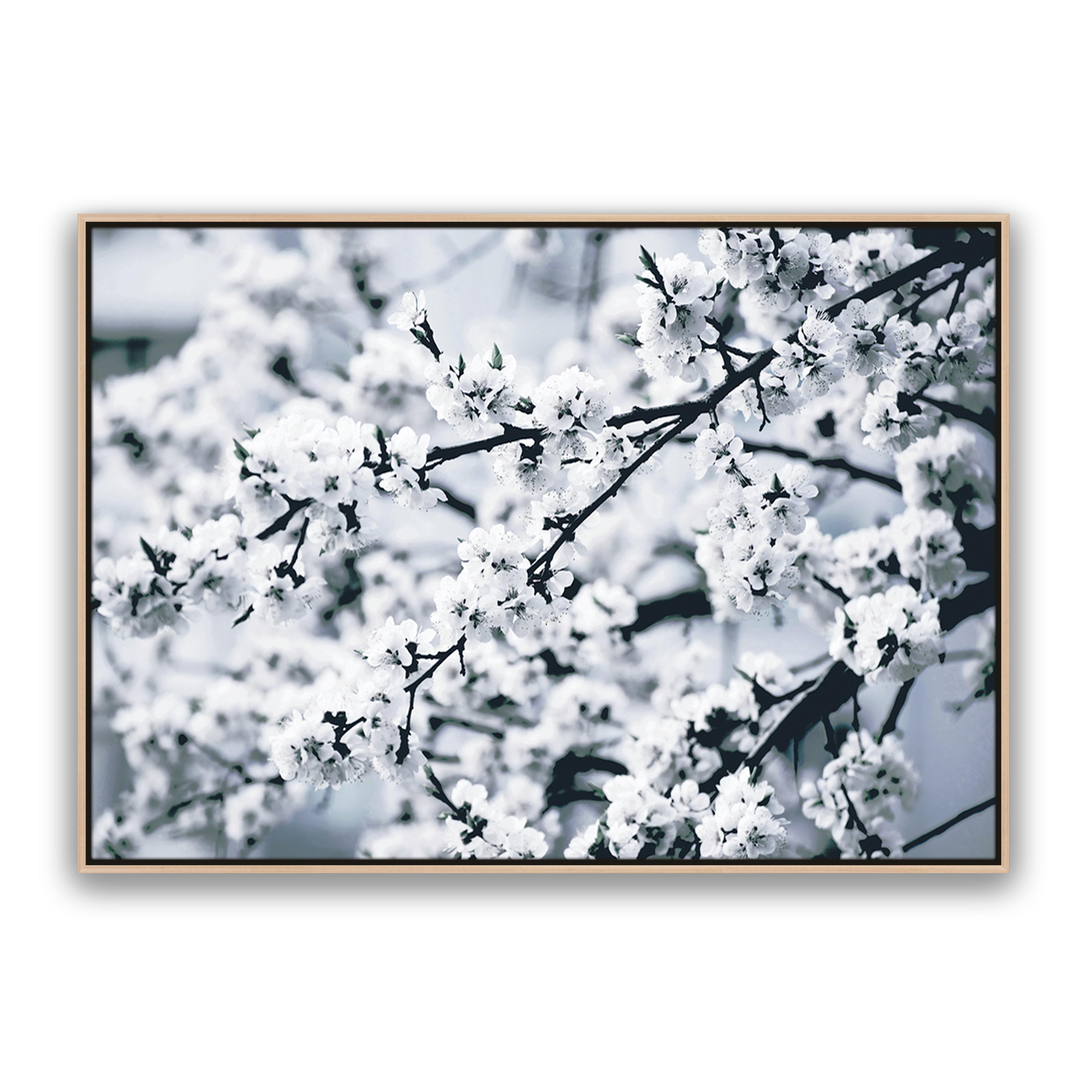 Cherry Blossom