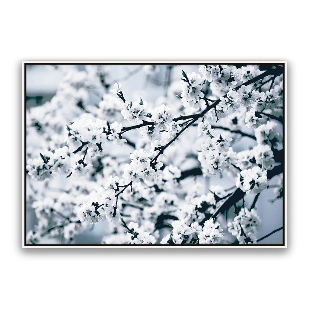 Cherry Blossom