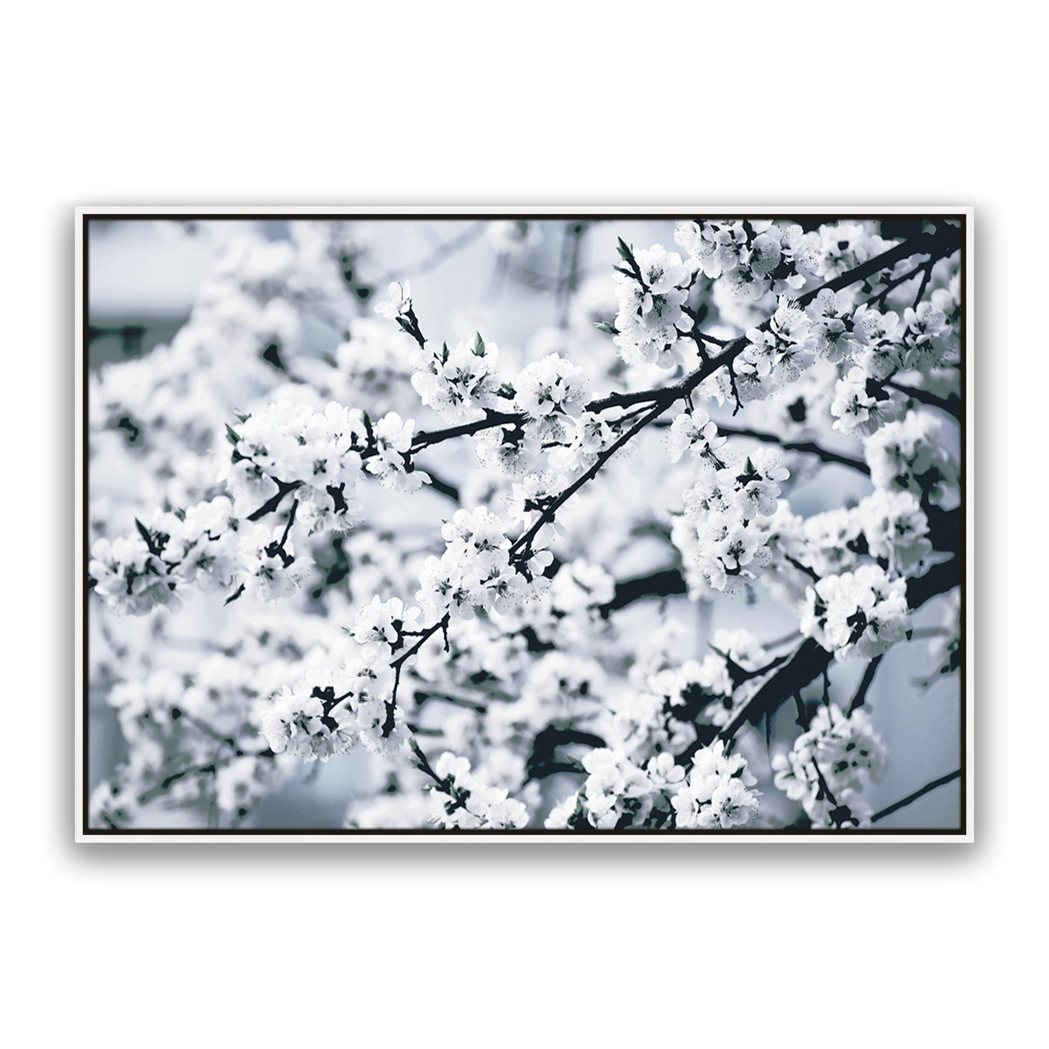Cherry Blossom