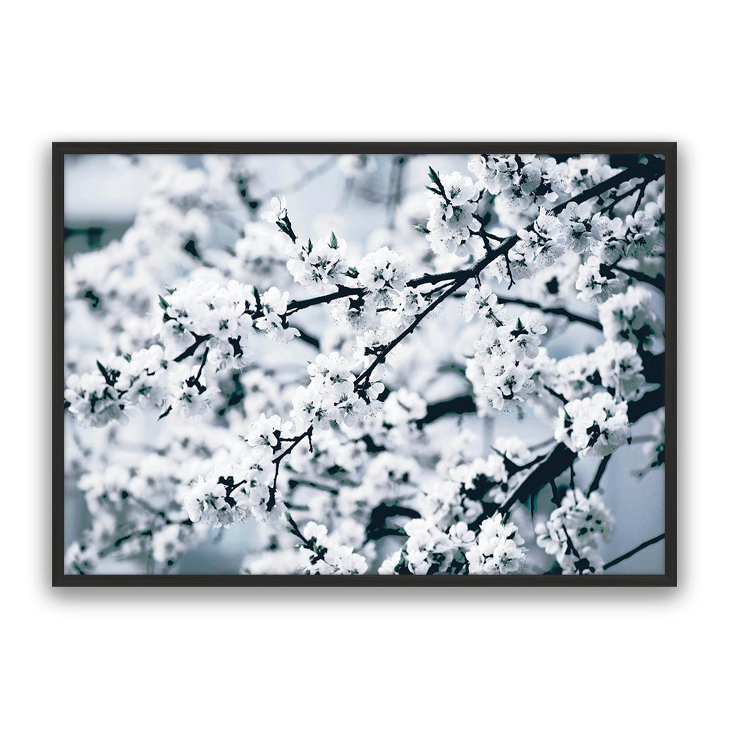 Cherry Blossom