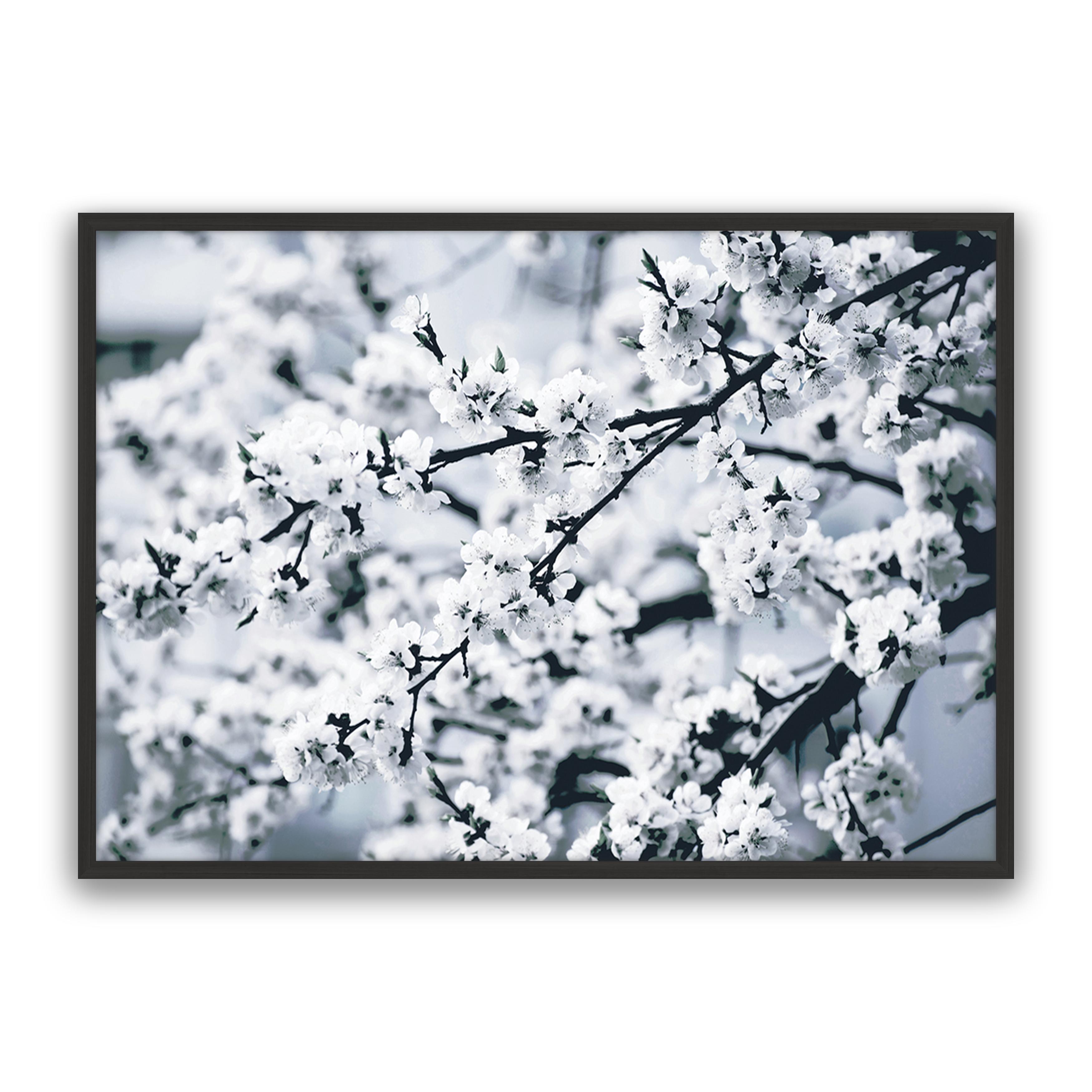 Cherry Blossom