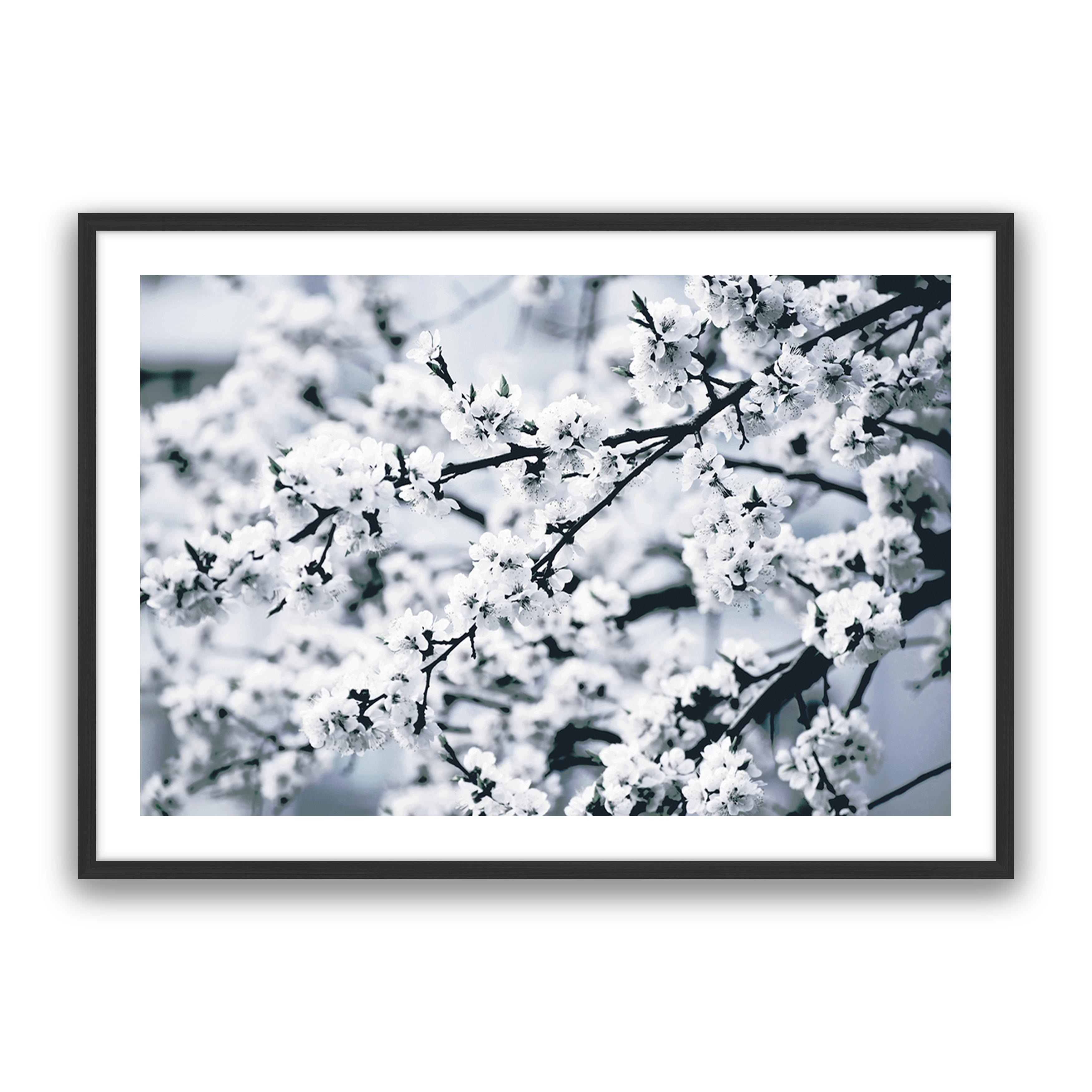 Cherry Blossom