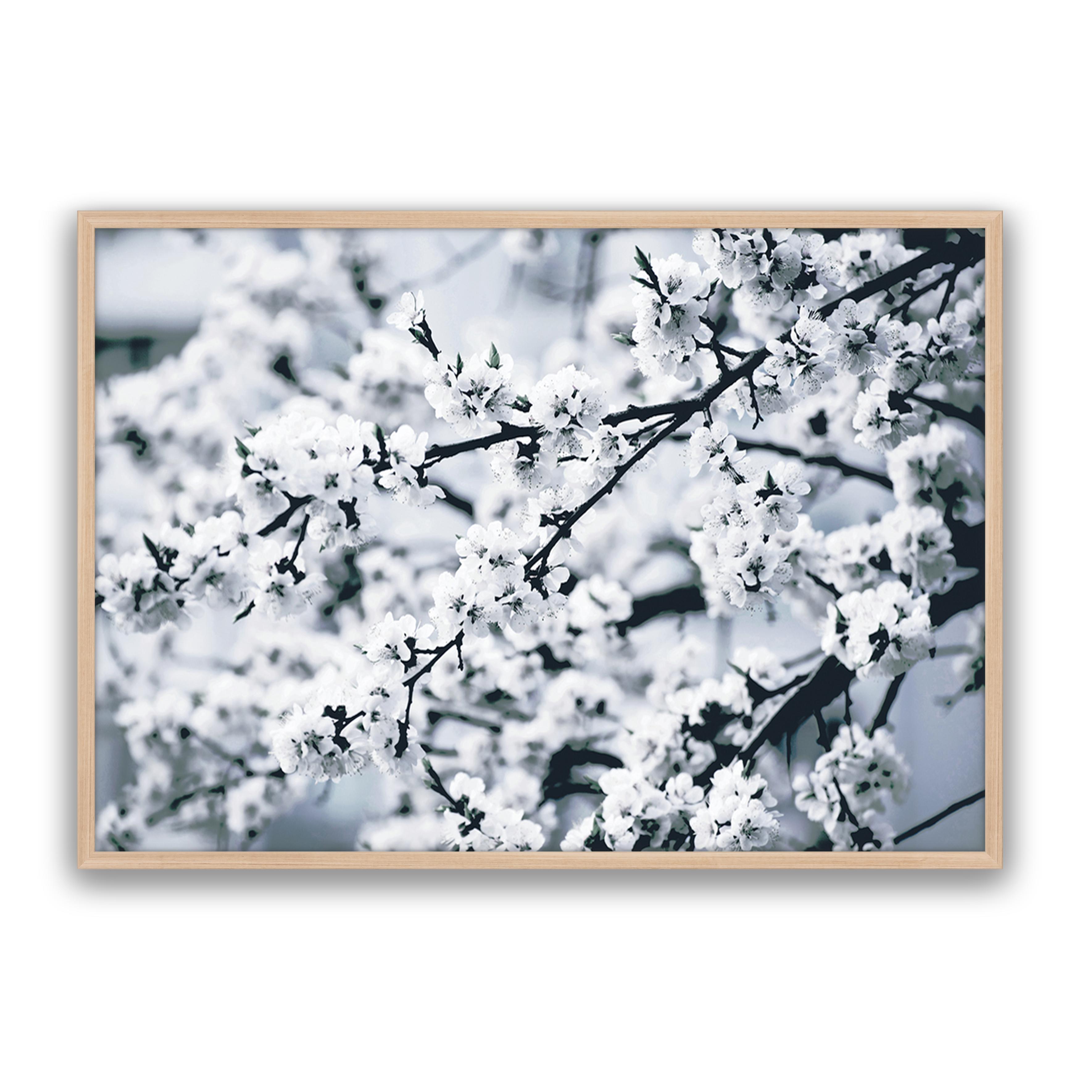 Cherry Blossom