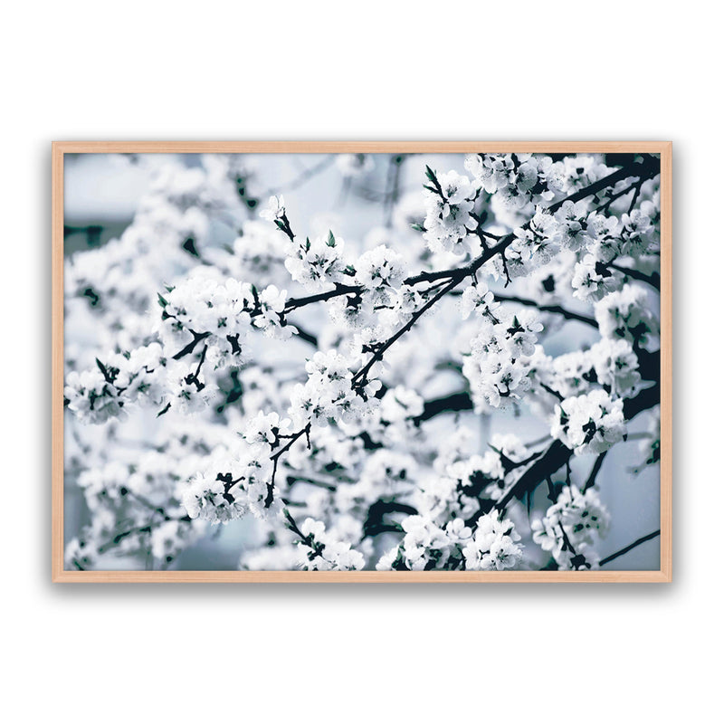 Cherry Blossom