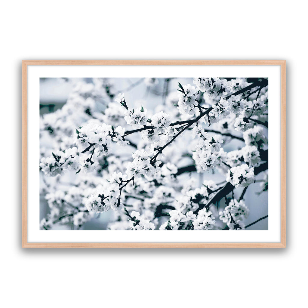 Cherry Blossom