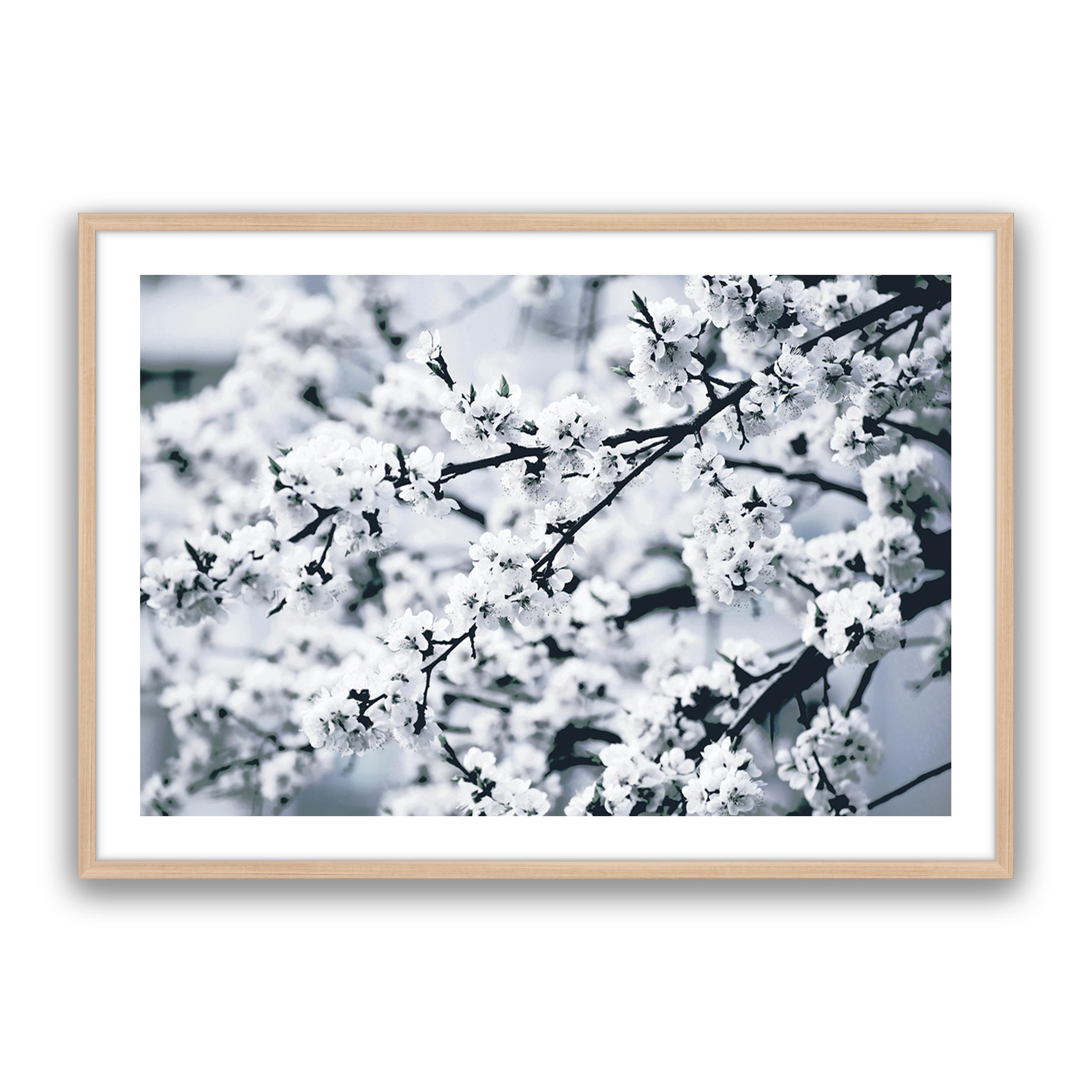 Cherry Blossom