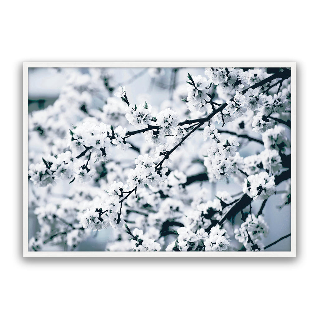Cherry Blossom