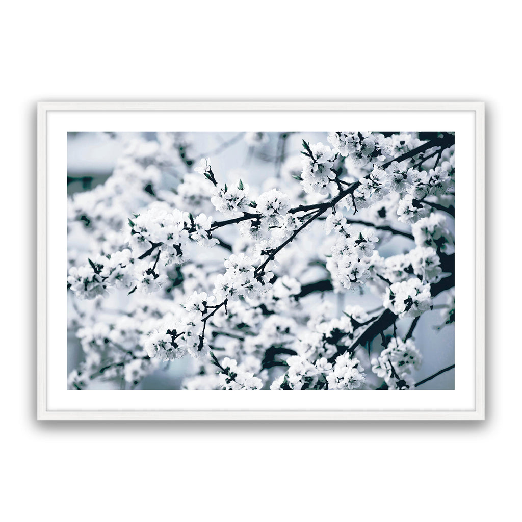 Cherry Blossom