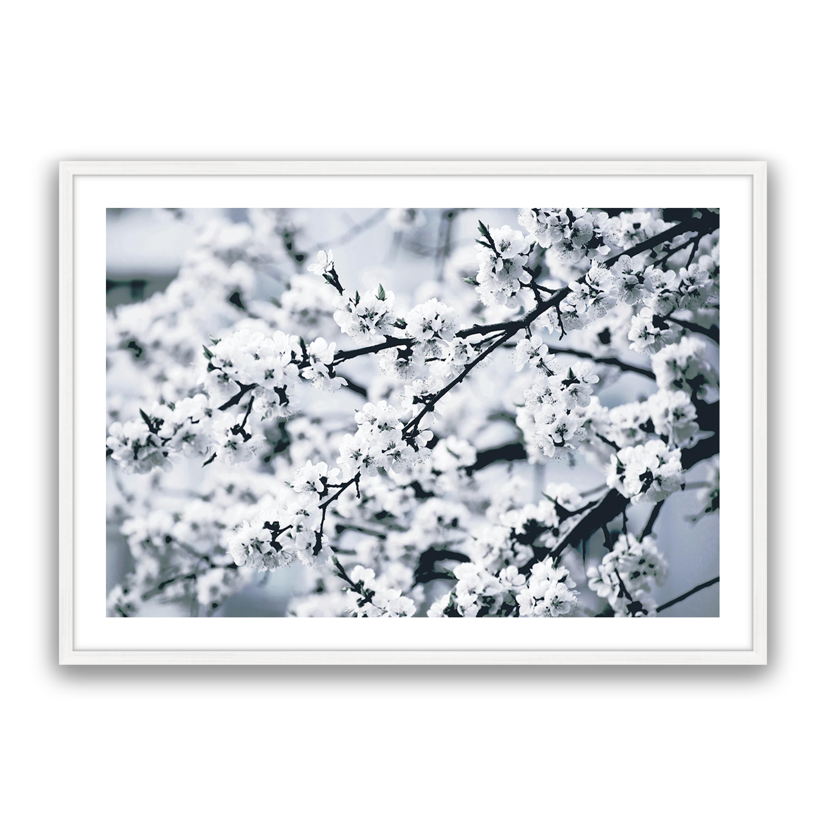 Cherry Blossom