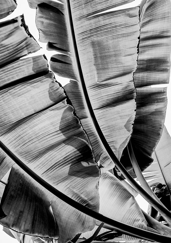 Tropic Sunday Bw